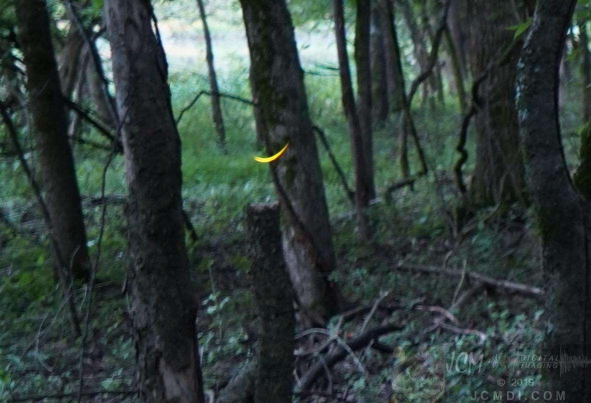Long exposure Fireflies in woods near Old Hickory Lake TN